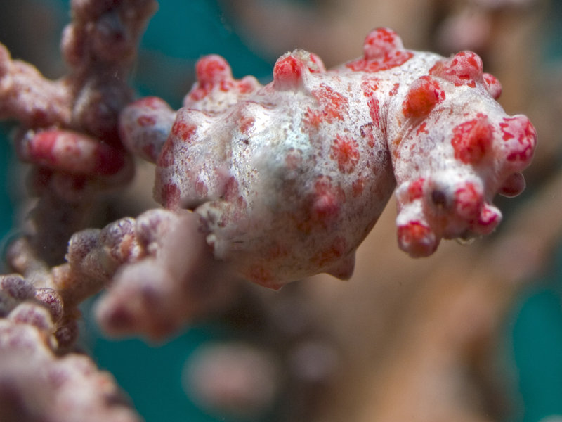 Seaventures House Reef, Pygmy Seahorse